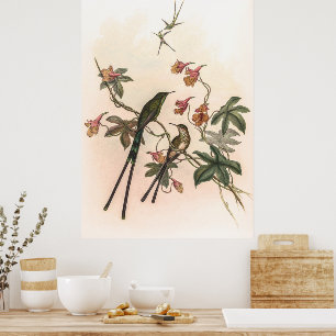 Vintage Hummingbirds by John Gould Poster