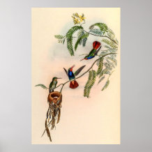 Vintage Hummingbirds by John Gould
