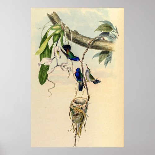 Vintage Hummingbirds by John Gould Poster