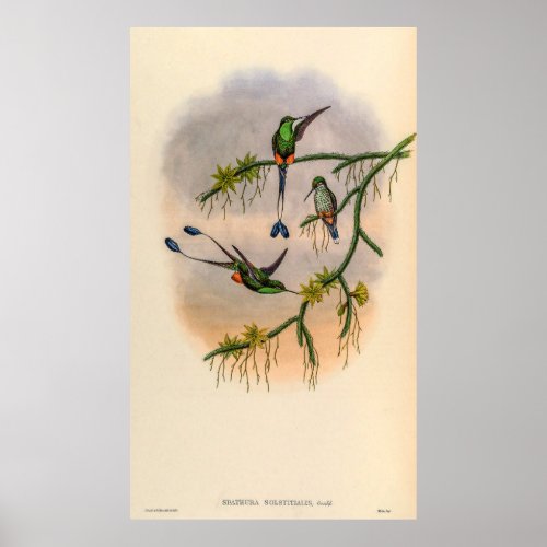 Vintage Hummingbirds by John Gould Poster