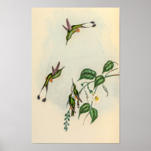 Vintage Hummingbirds by John Gould Poster
