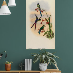 Vintage Hummingbirds by John Gould Poster