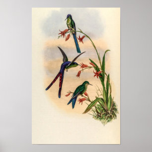 Vintage Hummingbirds by John Gould Poster