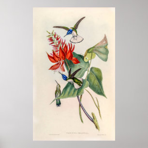 Vintage Hummingbirds by John Gould Poster