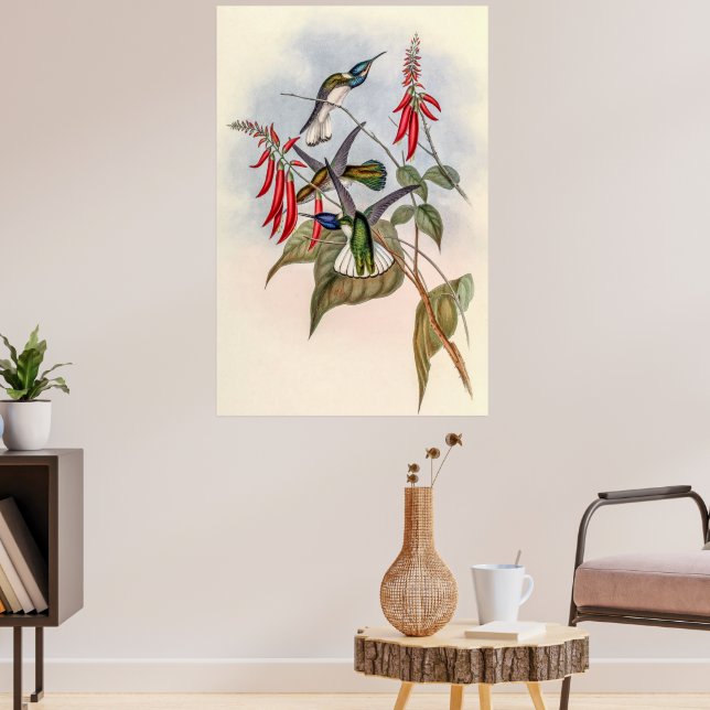 Vintage Hummingbirds by John Gould Poster (Living Room 3)