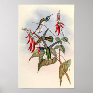 Vintage Hummingbirds by John Gould Poster