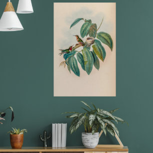 Vintage Hummingbirds by John Gould Poster