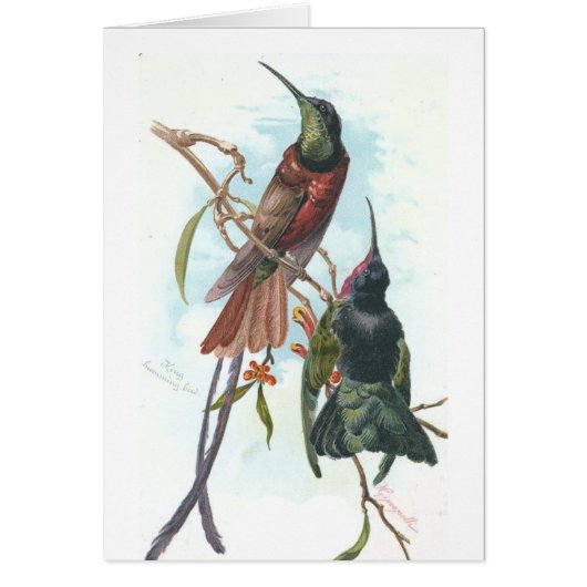 Vintage Hummingbirds Cards (Front)