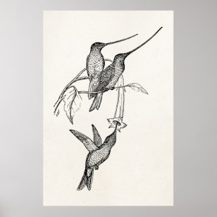 Vintage Hummingbirds Long Beaks Personalized Birds Poster