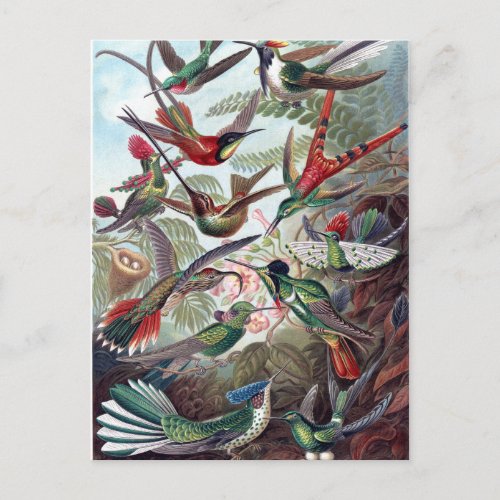 Vintage Hummingbirds Postcard