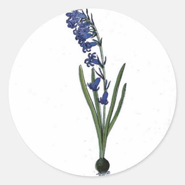 Vintage Hyacinth Botanical Print Classic Round Sticker (Front)