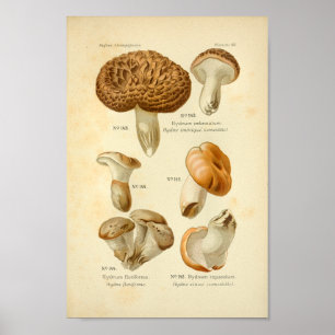 Vintage Hydnum Brown Mushrooms Art Print French