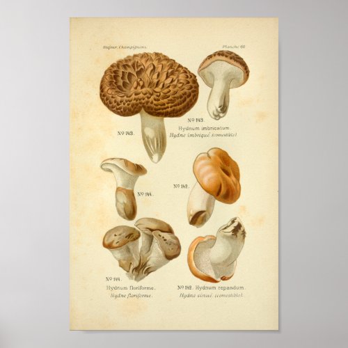 Vintage Hydnum Brown Mushrooms Art Print French