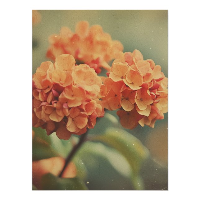 Vintage Hydrangea Bloom - Warm Tones Film Texture Poster (Front)
