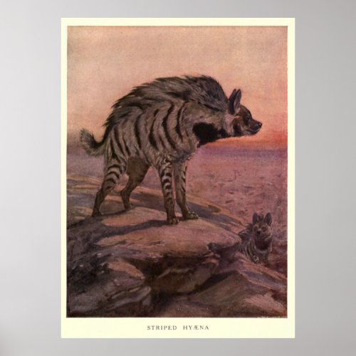 Vintage Hyena Painting 1909 Poster