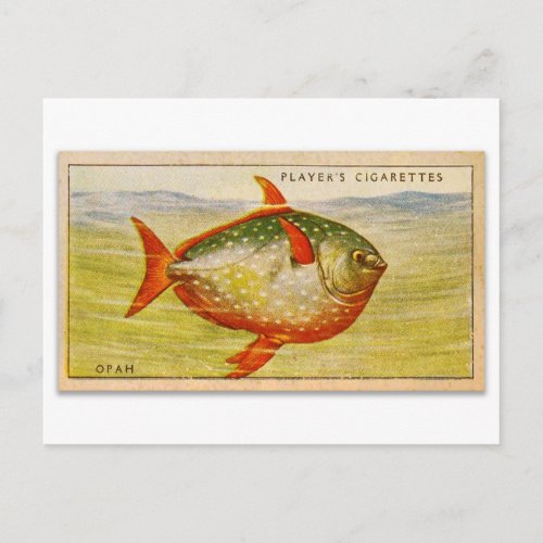 Vintage Ichthyology Cigarette Card Opah Fish