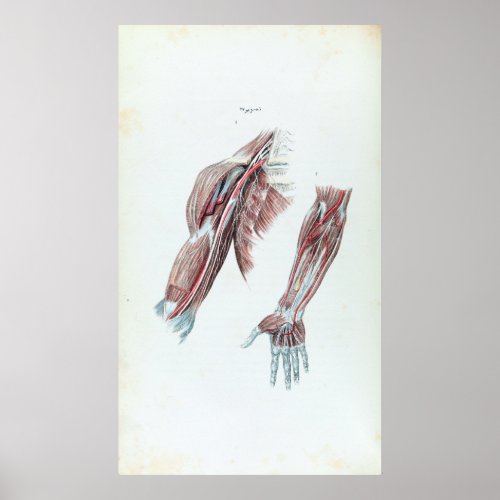 Vintage Illustration Anatomy Human Arms and Hands Poster