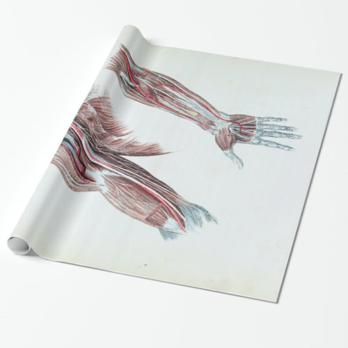Vintage Illustration Anatomy Human Arms and Hands Wrapping Paper