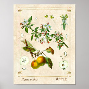 Vintage Illustration Apple Fruit Botanical Floral Poster