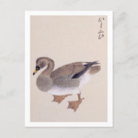 Vintage illustration: Bean goose Postcard