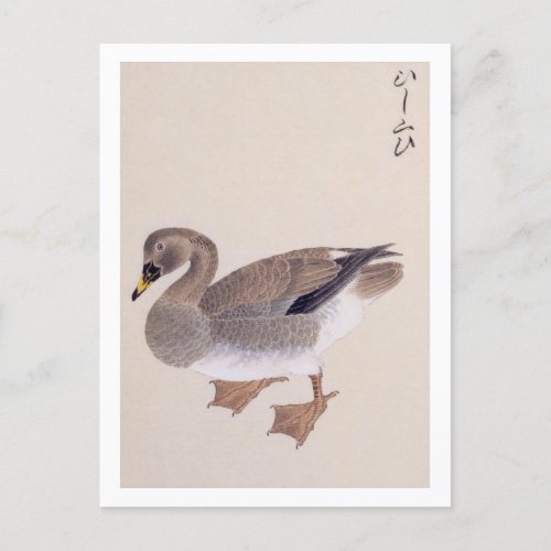 Vintage illustration Bean goose Postcard