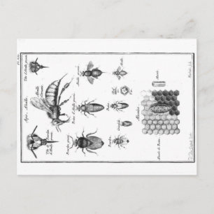 Vintage Illustration - Bees & Honeycomb Postcard