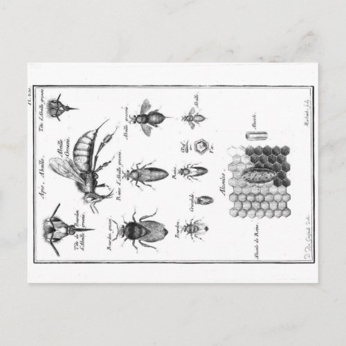 Vintage Illustration _ Bees  Honeycomb Postcard