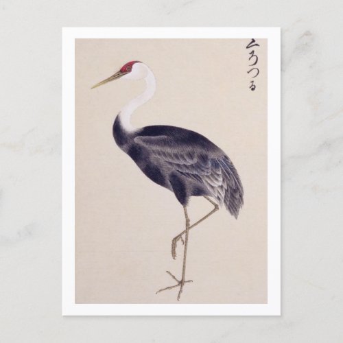 Vintage illustration Common crane Postcard