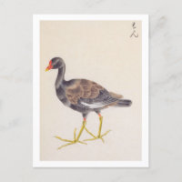 Vintage illustration: Common moorhen Postcard