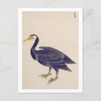 Vintage illustration: Cormorant Postcard