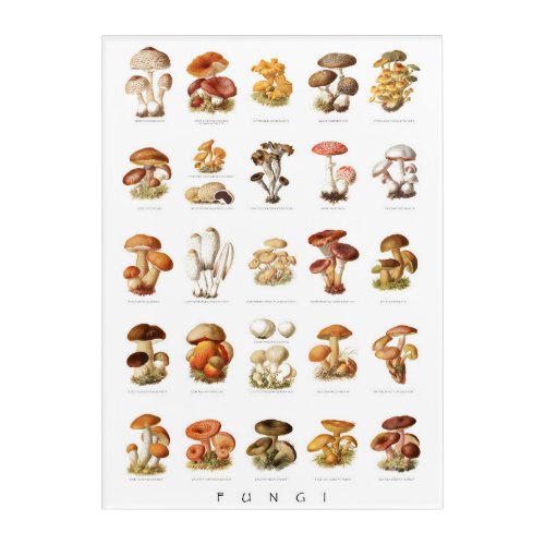 Vintage illustration edible non_edible mushrooms acrylic print