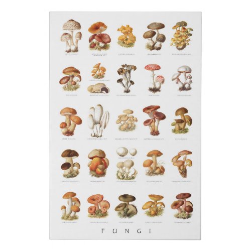 Vintage illustration edible non_edible mushrooms faux canvas print