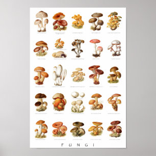 Vintage illustration edible non-edible mushrooms poster