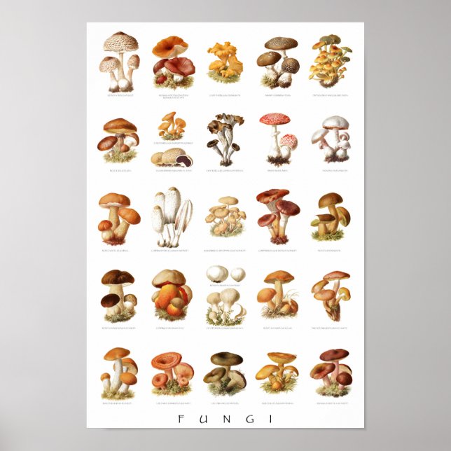 Vintage illustration edible non-edible mushrooms poster (Front)