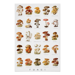 Vintage illustration edible non-edible mushrooms poster