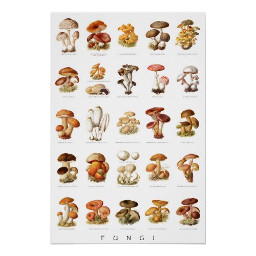 Vintage illustration edible non_edible mushrooms poster