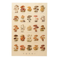 Vintage illustration edible non-edible mushrooms