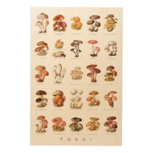 Vintage illustration edible non_edible mushrooms wood wall art
