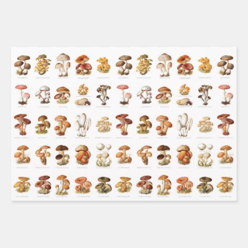 Vintage illustration edible non_edible mushrooms wrapping paper sheets