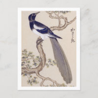 Vintage illustration: Eurasian magpie Postcard