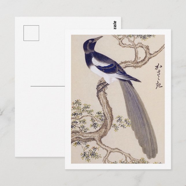 Vintage illustration: Eurasian magpie Postcard (Front/Back)