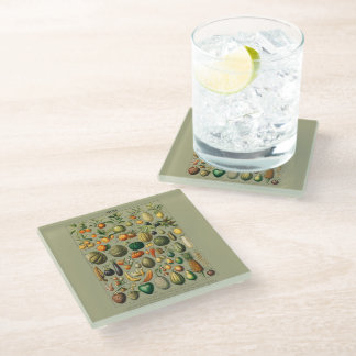 Vintage illustration fruits & vegetables glass coaster