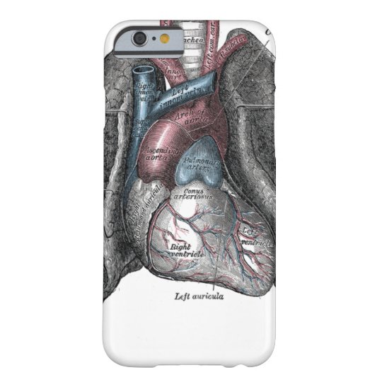 Anatomy of a Squirrel iPhone 11 case Anatomy of a Squirrel iPhone 11 case