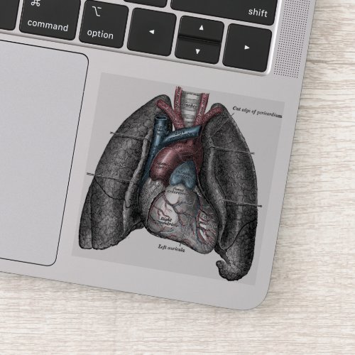 Vintage Illustration Grays Anatomy Heart Lungs Sticker