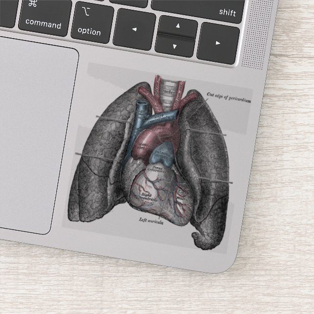 Vintage Illustration Gray's Anatomy Heart Lungs Sticker (Detail)
