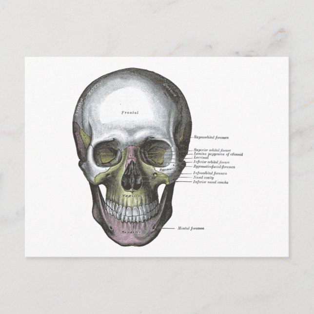 Vintage Illustration Gray's Anatomy Skull Postcard (Front)