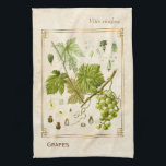 Vintage Illustration Green Grape Fruit Botanical Kitchen Towel<br><div class="desc">Capture the charm of yesterday with Charmed Life's vintage herbal art kitchen towels featuring antique German lithographs of medicinal plants and herbs from Franz Eugen Köhler’s "Medizinal-Pflanzen" or "Medicinal Plants" published in 1887. There are currently between 5, 000 and 10, 000 varieties of Vitis vinifera grapes though only a few...</div>