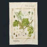 Vintage Illustration Green Grape Fruit Botanical Kitchen Towel<br><div class="desc">Capture the charm of yesterday with Charmed Life's vintage herbal art kitchen towels featuring antique German lithographs of medicinal plants and herbs from Franz Eugen Köhler’s "Medizinal-Pflanzen" or "Medicinal Plants" published in 1887. There are currently between 5, 000 and 10, 000 varieties of Vitis vinifera grapes though only a few...</div>