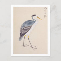 Vintage illustration: Grey heron Postcard