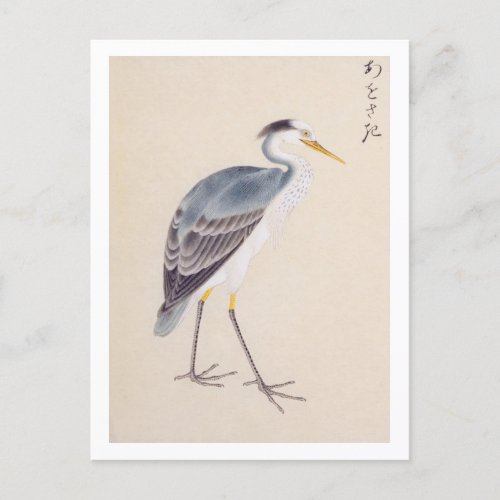 Vintage illustration Grey heron Postcard